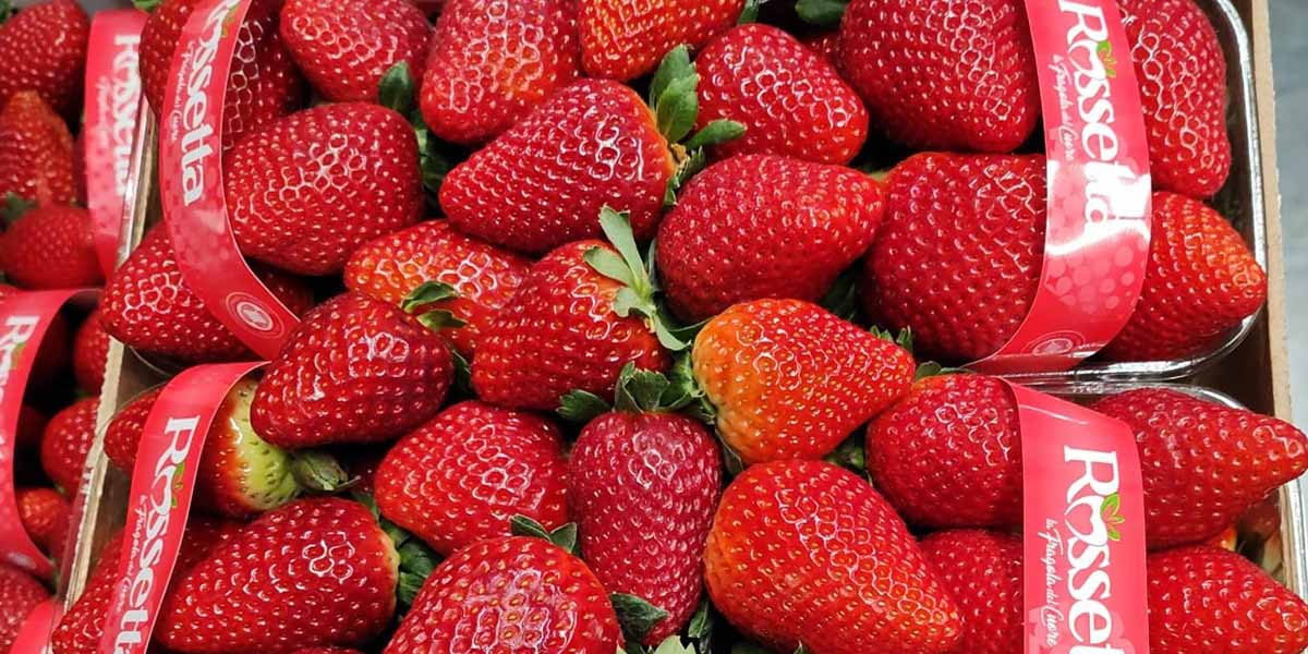 Fragole, in equilibrio tra offerta ridotta e domanda timida
